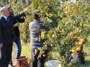 Turunçgilde Sezonu Uzatacak Mandalina Çeşidi Geliştirildi, Hasat Başladı