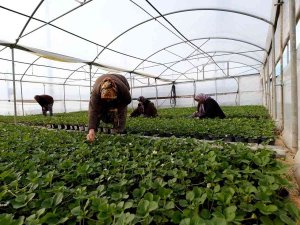 Silifkeli Kadınların Saksıda Ürettikleri Çilek Fideleri Zincir Marketlerde Satılacak