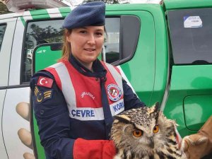 Yaralı Olarak Bulunan Şahin Ve Puhu Kuşu Tedavi Altına Alındı