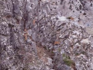 Toros Dağları’ndaki Dağ Keçisi Sürüsü Dron İle Görüntülendi