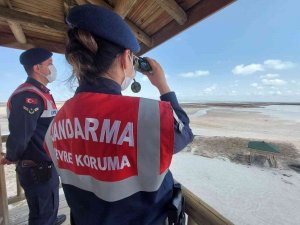Tuz Gölü’nde Flamingo Ölümlerine Jandarma Önlemi
