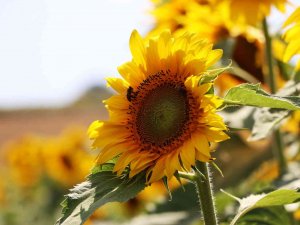 Ayçiçeği Üretimine 46 Milyon Liralık Destek