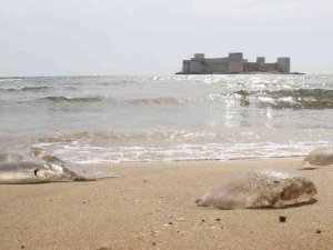 Akdeniz’de Deniz Anası Kabusu Sürüyor, Kızkalesi Sahiline Kadar Geldi
