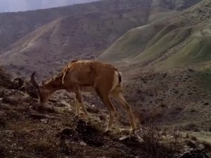 Yaban Hayvanlarının Görüntüsü Sosyal Medyada Büyük İlgi Gördü