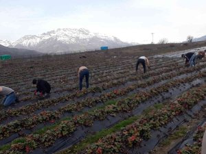 Batman’da Çilek Bahçelerinde Budama Çalışmaları Başladı