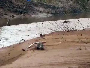 Nesli Tükenme Tehlikesi Altındaki Su Samuru Görüntülendi