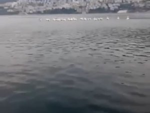 Bursa’da Pelikan Sürüsü Kameralara Yansıdı