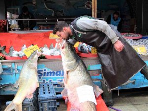 Elazığ’da Sezonun Son Dev Turna Balığı Yakalandı: Tam 103 Kilogram
