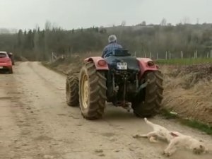 Bursa’da Av Tüfeği İle Vurduğu Köpeği Traktörüyle Sürükledi