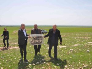 Mardinli İş Adamı Süne İle Mücadele İçin 300 Kınalı Kekliği Doğaya Saldı