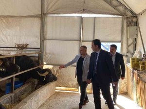 Kaymakam Bolat: “Bolvadin Ülkemizde Manda Varlığında İlk Sıralarda Yer Alıyor”