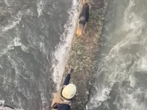 Derede Mahsur Kalan Köpeğe Nefes Kesen Kurtarma Operasyonu