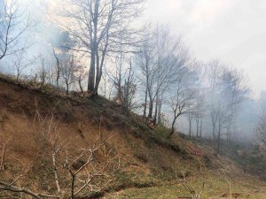 Bursa Dağyenice’de Orman Yangını