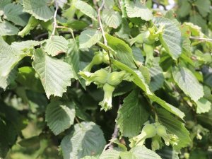 Samsun’da Fındık Üreticisine 84 Milyon Tl Destek