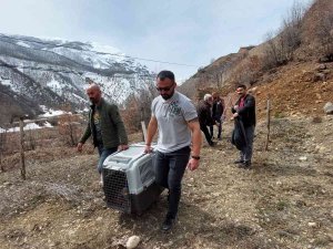 Bitkin Vaşak Tedavi Altına Alındı