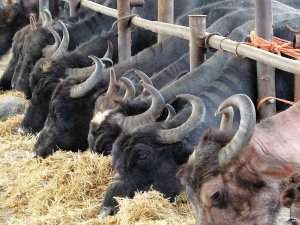 Cumhurbaşkanı Erdoğan Tavsiye Etti, Tokat’ta Üretimde Ön Sıralarda Yer Alıyor