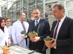 Endemik Bitkiler Laboratuvar Ortamında Çoğaltılıp Doğaya Kazandırıldı