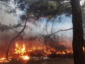 Balıkesir’de Orman Yangını Zamanında Müdahale İle Kısa Sürede Söndürüldü