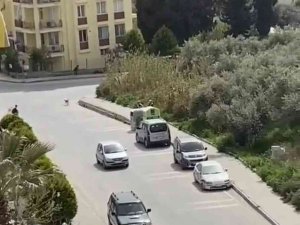 Kuşadası’nda Sokak Köpekleri Korku Salıyor