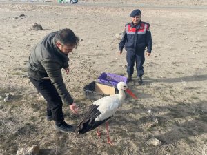 Yaralı Halde Bulunan Leylek Doğal Ortamına Bırakıldı