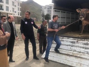 Halk Gününde İnek İstedi, Vali Kapısına Gönderdi