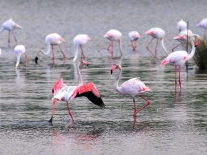 “Kuş Oteli” Hersek Lagünü Turistlerin İlgi Odağı Oldu