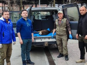 Yaralı Bulunan Karaca Tedavi Altına Alındı