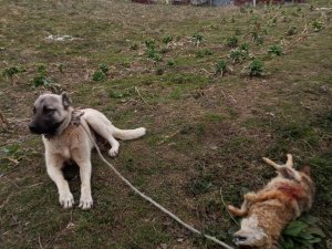 Yerleşim Yerine Gelen Çakalın Uluması Sonu Oldu