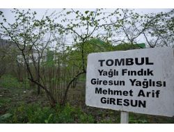 Fındık Üreticilerine Bakım Uyarısı
