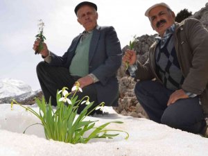 Torosların Gelinliği ’Kardelenler’ Boy Göstermeye Başladı
