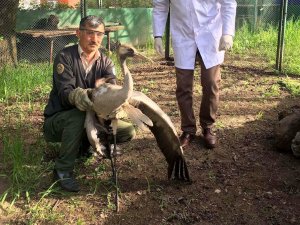 Vatandaşın Bulduğu Yaralı Turna Tedavi Altına Alındı