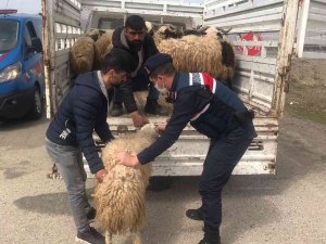 Kayıp Hayvanlar Jandarma Tarafından Bulundu