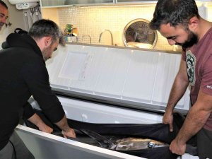 Oltayla Tutulan Dev Orkinosu Kamyonetle Taşıyıp, Evin Buzdolabına Güçlükle Sığdırdılar