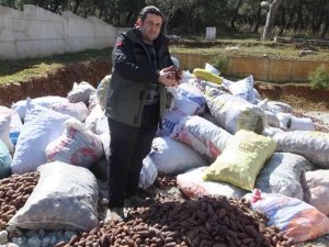 Burhaniye’de Ormanlarda Gençleştirme Yapılıyor