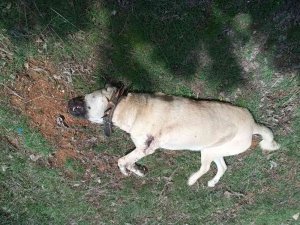 Çoban Köpeğini Tabancayla Vurdular