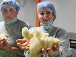 Türk Civcivi Gürcistan’dan Dünyaya Yayılıyor