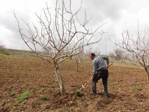Siirt Fıstığında Yüksek Verim Beklentisi