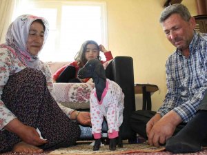 Gören Şaşırdı... Tüysüz Doğdu, Bebek Gibi Bakılıyor