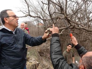Karabük’te Yetiştirilecek Fıstık, Köylüler İçin Gelir Kaynağı Olacak