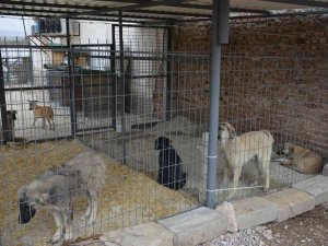 Gediz’de Sokak Hayvanları İçin Yürütülen Çalışmalar Tamamlandı