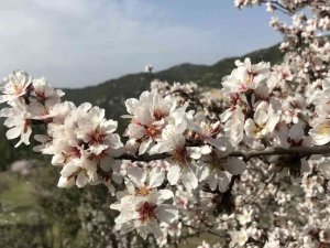 Akseki’de Badem Ağaçları Çiçek Açtı