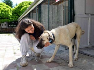 11 Bin 924 Sokak Hayvanı Sıcak Bir Yuvaya Kavuştu