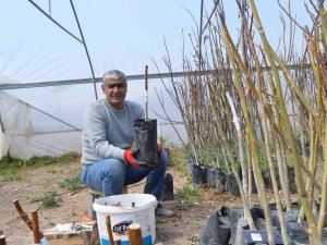 Adilcevaz Cevizinde Aşı Dönemi Başladı