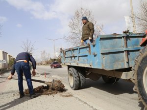 Cadde Ve Kaldırımlara Farklı Türlerde 200 Adet Ağaç Dikildi