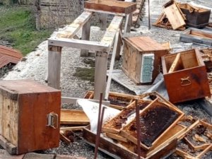 Sinop’ta Ayılar, Evin Terasındaki Arı Kovanlarını Parçaladı