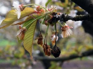 Çiçek Monilyası İlaçlama Zamanı