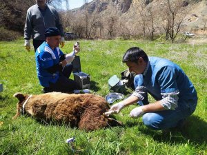 Hakkari’de Yaralı Ayı Tedavi Altına Alındı