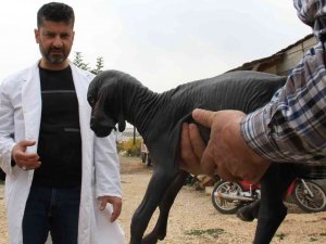 Hayatı Boyunca Tüysüz Kalacak