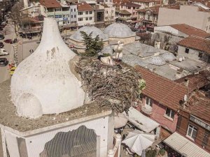 Saat Kulesinin Leylek Çifti Yuvasına Döndü