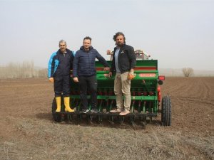 Yerli Mercimek Ekimi Yapıldı